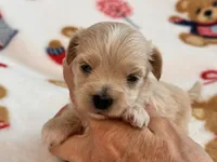Bruno , a male Maltipoo and Poodle - Toy  for sale in Tampa, FL – 4 of 10