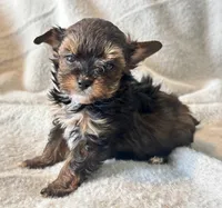 Lilly  Tiny , a female Yorkshire Terrier for sale in Tampa, FL – 5 of 10