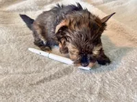 Lilly  Tiny , a female Yorkshire Terrier for sale in Tampa, FL – 9 of 10