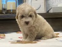 Scooter, a male Maltipoo and Poodle - Toy  for sale in Tampa, FL – 10 of 10