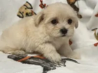 Milo , a male Maltipoo and Poodle - Toy  for sale in Tampa, FL – 2 of 10