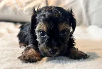 Mochi, a male Yorkshire Terrier for sale in Tampa, FL – 2 of 10