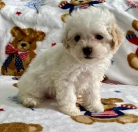 Shelby, a female Maltipoo and Poodle - Toy  for sale in Tampa, FL – 2 of 9