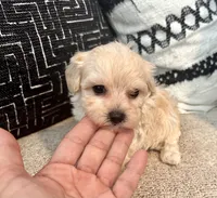 Lucy , a female Maltipoo and Poodle - Toy  for sale in Tampa, FL – 6 of 10