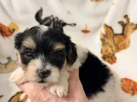 Emily, a female Yorkshire Terrier and Morkie for sale in Tampa, FL – 10 of 10