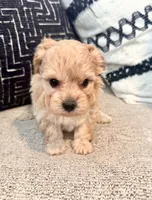 Bella , a female Maltipoo and Poodle - Toy  for sale in Tampa, FL – 5 of 10