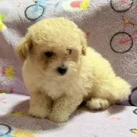 Tucker, a male Maltipoo and Poodle - Toy  for sale in Tampa, FL – 7 of 10