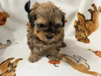 Mila , a female Yorkshire Terrier and Morkie for sale in Tampa, FL – 8 of 10