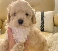Marley, a male Cavapoo and Poodle - Toy  for sale in Tampa, FL – 5 of 10