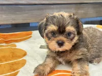 Archie , a male Yorkshire Terrier and Shorkie for sale in Tampa, FL – 3 of 10