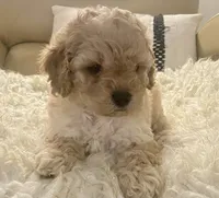 Noelle Toy F1b , a female Cavapoo and Poodle - Toy  for sale in Tampa, FL – 2 of 9