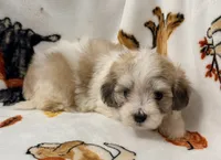 Piper , a female Yorkshire Terrier and Morkie for sale in Tampa, FL – 5 of 10