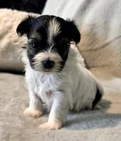 Bella  Parti, a male Yorkshire Terrier for sale in Tampa, FL – 4 of 10