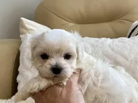 Oliver, a male Maltipoo and Poodle - Toy  for sale in Tampa, FL – 7 of 9