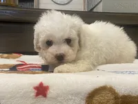 Moochi, a male Maltipoo and Poodle - Toy  for sale in Tampa, FL – 9 of 10