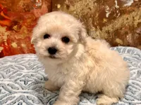 Gizmo, a male Maltipoo and Poodle - Toy  for sale in Tampa, FL – 6 of 10