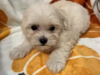 Charlie, a male Maltipoo and Poodle - Toy  for sale in Tampa, FL – 4 of 10