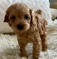 Izzy, a female Maltipoo and Poodle - Toy  for sale in Tampa, FL – 10 of 10