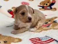 Lily , a female Maltipoo and Poodle - Toy  for sale in Tampa, FL – 2 of 9