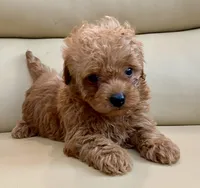 Lucas , a male Maltipoo for sale in Tampa, FL – Photo 8 of 10