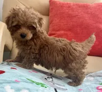 Lucas , a male Maltipoo and Poodle - Toy  for sale in Tampa, FL – Photo 9 of 10