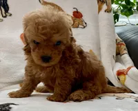 Lucas , a male Poodle - Toy  for sale in Tampa, FL – Photo 5 of 9