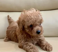 Lucas , a male Maltipoo for sale in Tampa, FL – Photo 9 of 10