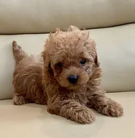 Lucas , a male Maltipoo for sale in Tampa, FL – Photo 4 of 10