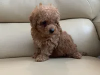 Lucas , a male Maltipoo for sale in Tampa, FL – Photo 10 of 10