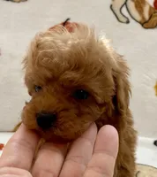 Lucas , a male Poodle - Toy  for sale in Tampa, FL – Photo 3 of 9
