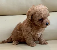 Lucas , a male Maltipoo for sale in Tampa, FL – Photo 2 of 10