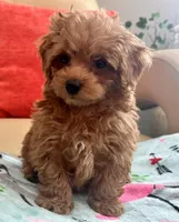 Lucas , a male Maltipoo and Poodle - Toy  for sale in Tampa, FL – Photo 2 of 10