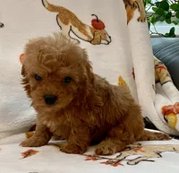 Lucas , a male Poodle - Toy  for sale in Tampa, FL – Photo 8 of 9