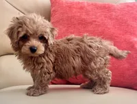 Lucas , a male Maltipoo and Poodle - Toy  for sale in Tampa, FL – Photo 10 of 10