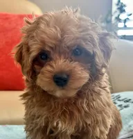 Lucas , a male Maltipoo and Poodle - Toy  for sale in Tampa, FL – Photo 3 of 10