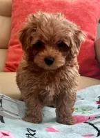 Lucas , a male Maltipoo and Poodle - Toy  for sale in Tampa, FL – Photo 6 of 10