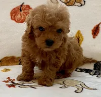 Lucas , a male Poodle - Toy  for sale in Tampa, FL – Photo 4 of 9