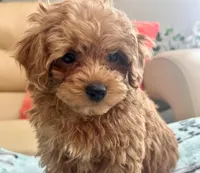 Lucas , a male Maltipoo and Poodle - Toy  for sale in Tampa, FL – Photo 4 of 10