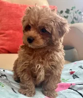 Lucas , a male Maltipoo and Poodle - Toy  for sale in Tampa, FL – Photo 7 of 10