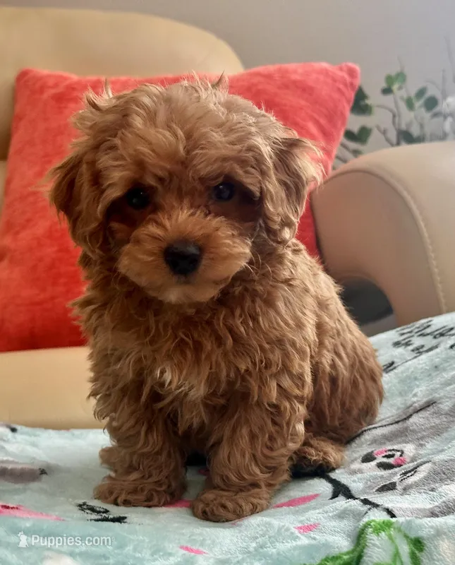 Lucas  – Maltipoo, Poodle - Toy  puppy on hold in Tampa, FL