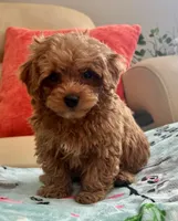 Lucas , a male Maltipoo and Poodle - Toy  for sale in Tampa, FL – Photo 1 of 10