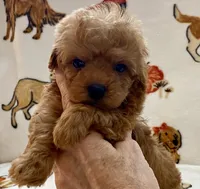 Lucas , a male Poodle - Toy  for sale in Tampa, FL – Photo 6 of 9