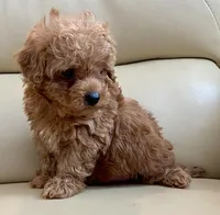 Lucas , a male Maltipoo for sale in Tampa, FL – Photo 6 of 10