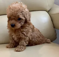 Lucas , a male Maltipoo for sale in Tampa, FL – Photo 5 of 10