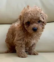 Lucas , a male Maltipoo for sale in Tampa, FL – Photo 3 of 10