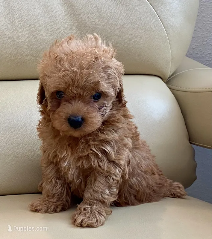 Lucas  – Poodle - Toy  puppy for sale in Tampa, FL