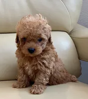 Lucas , a male Maltipoo for sale in Tampa, FL – Photo 1 of 10