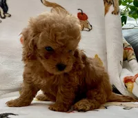 Lucas , a male Poodle - Toy  for sale in Tampa, FL – Photo 1 of 9
