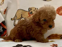 Lucas , a male Poodle - Toy  for sale in Tampa, FL – Photo 7 of 9