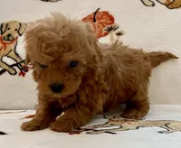 Lucas , a male Poodle - Toy  for sale in Tampa, FL – Photo 9 of 9